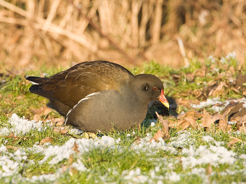 Gallinula chloropus Moorhen Waterhoen